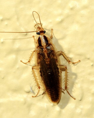 Asian Cockroach, Blattella asahinai (Ectobiidae)*
