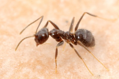 Ant, Nylanderia bourbonica (Formicidae)*