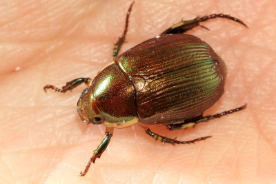 Chafer, Callistethus marginatus (Scarabaeidae)