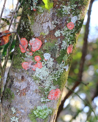 Christmas Lichen (Herpothallon rubrocinctum)