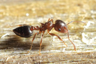 Acrobat Ant, Crematogaster ashmeadi (Formicidae)