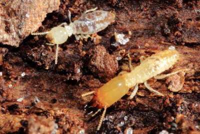 Eastern Subterranean Termites, Reticulitermes pallipes (Reticulitermitidae)