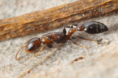 Twig Ant, Pseudomyrmex ejectus (Formicidae)