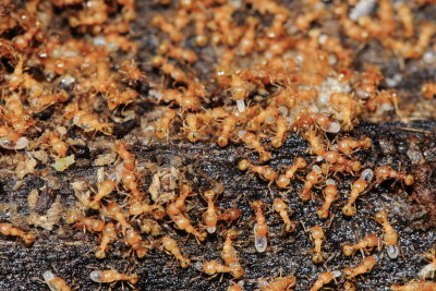 Little Fire Ant, Wasmannia auropunctata (Formicidae)*