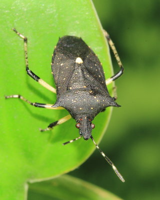 Black Stink Bug, Proxys punctulatus (Pentatomidae)
