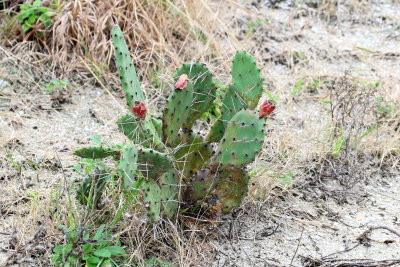 Prickly Pear Cactus (Opuntia sp.)