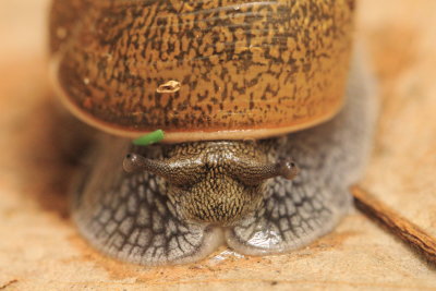 Cuban Brown Snail (Zachrysia provisoria)