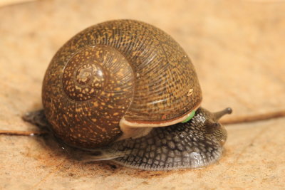 Cuban Brown Snail (Zachrysia provisoria)