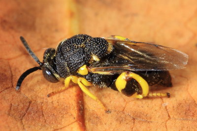 Chalcid Wasp, Brachymeria flavipes (Chalcididae)