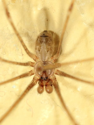 Cellar Spider, Physocyclus globosus cf. (Pholcidae)