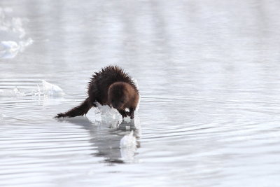 American Mink (Neogale vison)