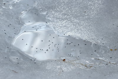 Snow Fleas (Hypogastrura nivicola)