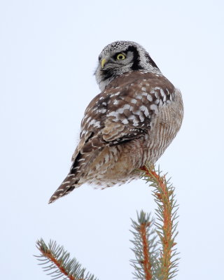 Northern Hawk-Owl (Surnia ulula)