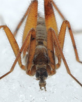 Snow Fly (Chionea valga)