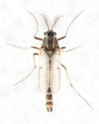 Procladius (Holotanypus) sp.