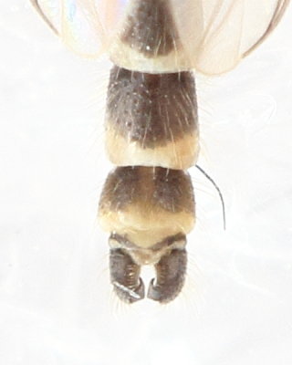 Procladius (Holotanypus) sp.