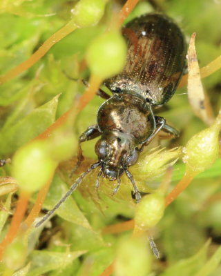 Bembidion (Metallina) sp.