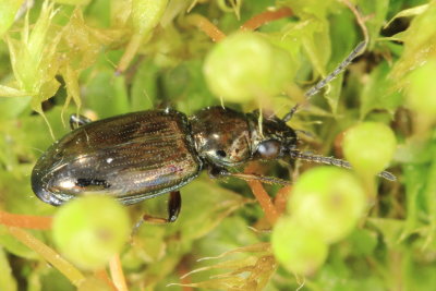 Bembidion (Metallina) sp.