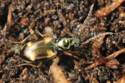 Bembidion (Bembidion) quadrimaculatum oppositum