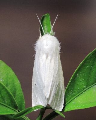 Virginian Tiger Moth, Hodges#8137 Spilosoma virginica
