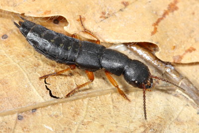 Family Staphylinidae - Rove Beetles