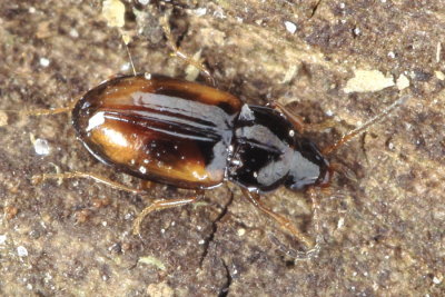 Trachyura (Barytachys) sp.