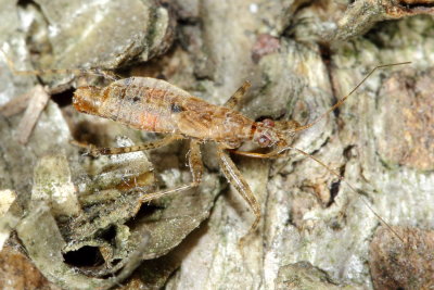 Hoplistoscelis pallescens