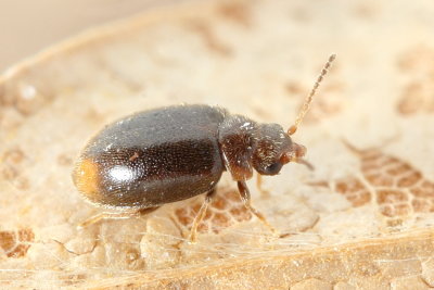 Contacyphon pusillus