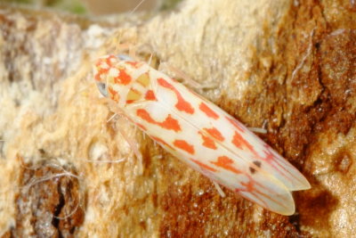 Eratoneura sp.