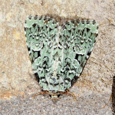 Green Leuconycta, Hodges#9065 Leuconycta diphteroides