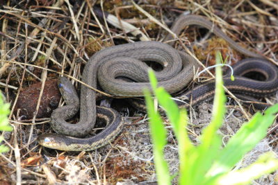 Garter & Northern Brown Snake