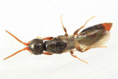 Epyris sp.