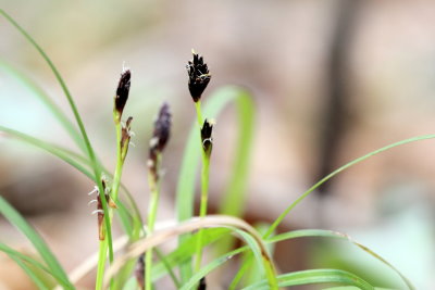 Common Oak Sedge (Carex pedunculata)