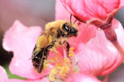 Family Andrenidae - Mining Bees