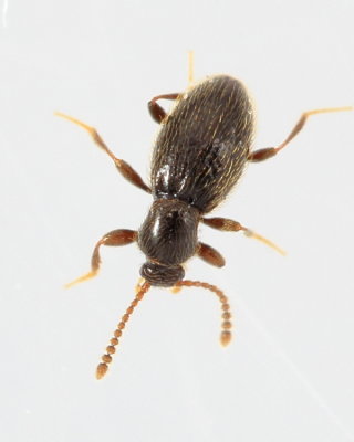 Ant-like Stone Beetle (Stenichnus cf. scutellaris)