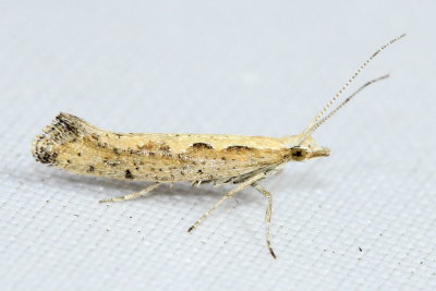 Diamondback Moth, Hodges#2366 Plutella xylostella