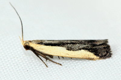 Indented Dichomeris, Hodges#2297 Dichomeris inserrata