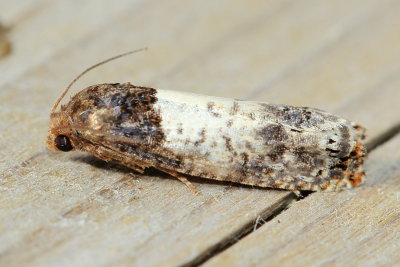 Goldenrod Gall Moth, Hodges#3186 Epiblema scudderiana