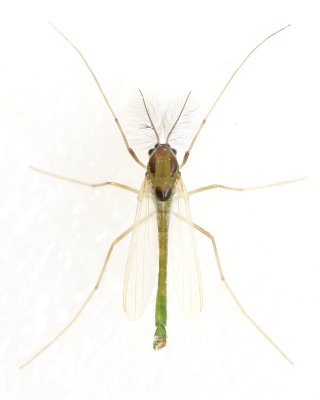 Chironomidae