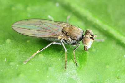 Hydrellia sp. (Hydrellinae)