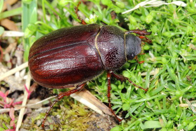 Phyllophaga rugosa