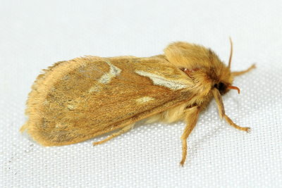 Common Swift Moth, Hodges#31.1 Korscheltellus lupulina