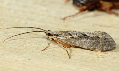 Agrypnia vestita