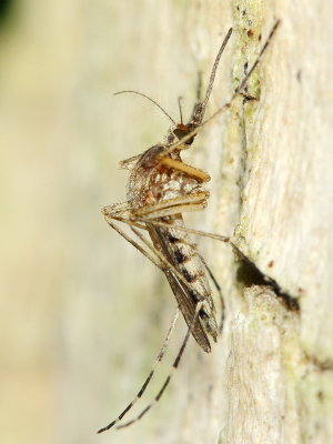 Woodland Mosquito, Ochlerotatus stimulans