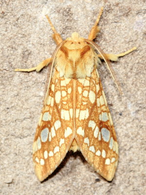 Hickory Tussock Moth, Hodges#8211 Lophocampa caryae