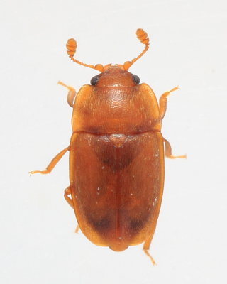Epuraea (E.) pallescens