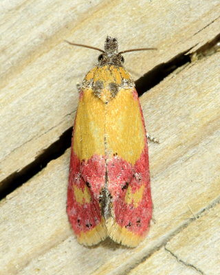 Primrose Cochylid, Hodges#3848 Atroposia oenotherana