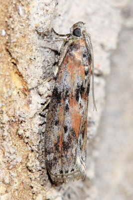 Black-spotted Leafroller, Hodges#5797 Sciota virgatella