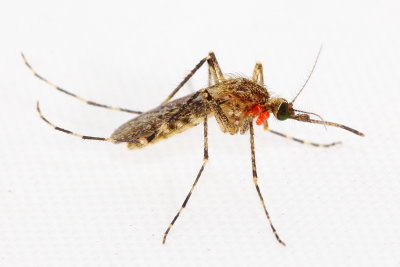 Family Culicidae - Mosquitoes