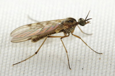 Wood Gnat (Sylvicola punctata), family Anisopodidae